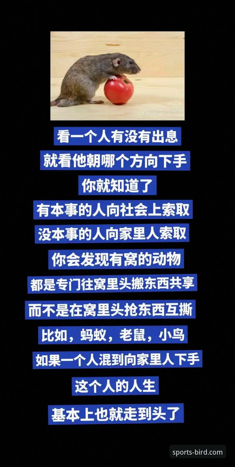 揭秘小鸟体育直播平台：高效观赛与数据分析的实战指南